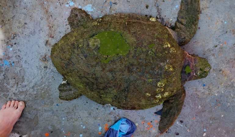 yarali-caretta-carettaya-yardim-eli-uzandi-zt1ufxYH.jpg