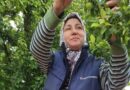 Yaz meyvelerinde bereket üreticinin yüzünü güldürdü Yaz meyvelerinde bereket üreticinin yüzünü güldürdü