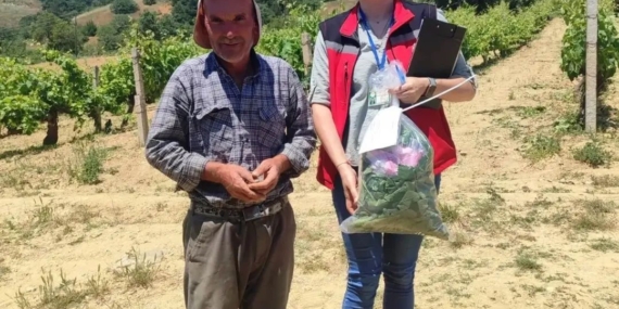akhisarda-hasat-oncesi-yaprak-denetimi-Tz24pcXm.jpg