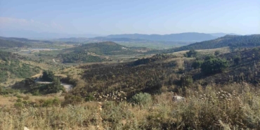 akhisarda-korkutan-orman-yangini-ZwYSgkOp.jpg
