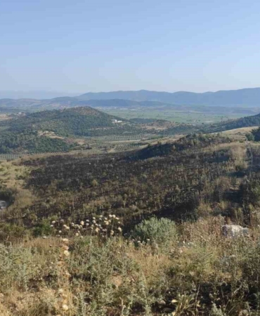 akhisarda-korkutan-orman-yangini-ZwYSgkOp.jpg