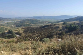 akhisarda-korkutan-orman-yangini-rLrduip3.jpg