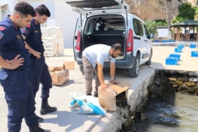 aydinda-60-kilo-canli-yengec-ele-gecirildi-6FzTY9pH.jpg