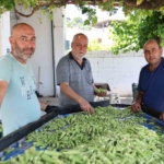 aydinin-bamyasi-turkiyenin-dort-bir-yanina-gonderiliyor-BJgrcKPD.jpg