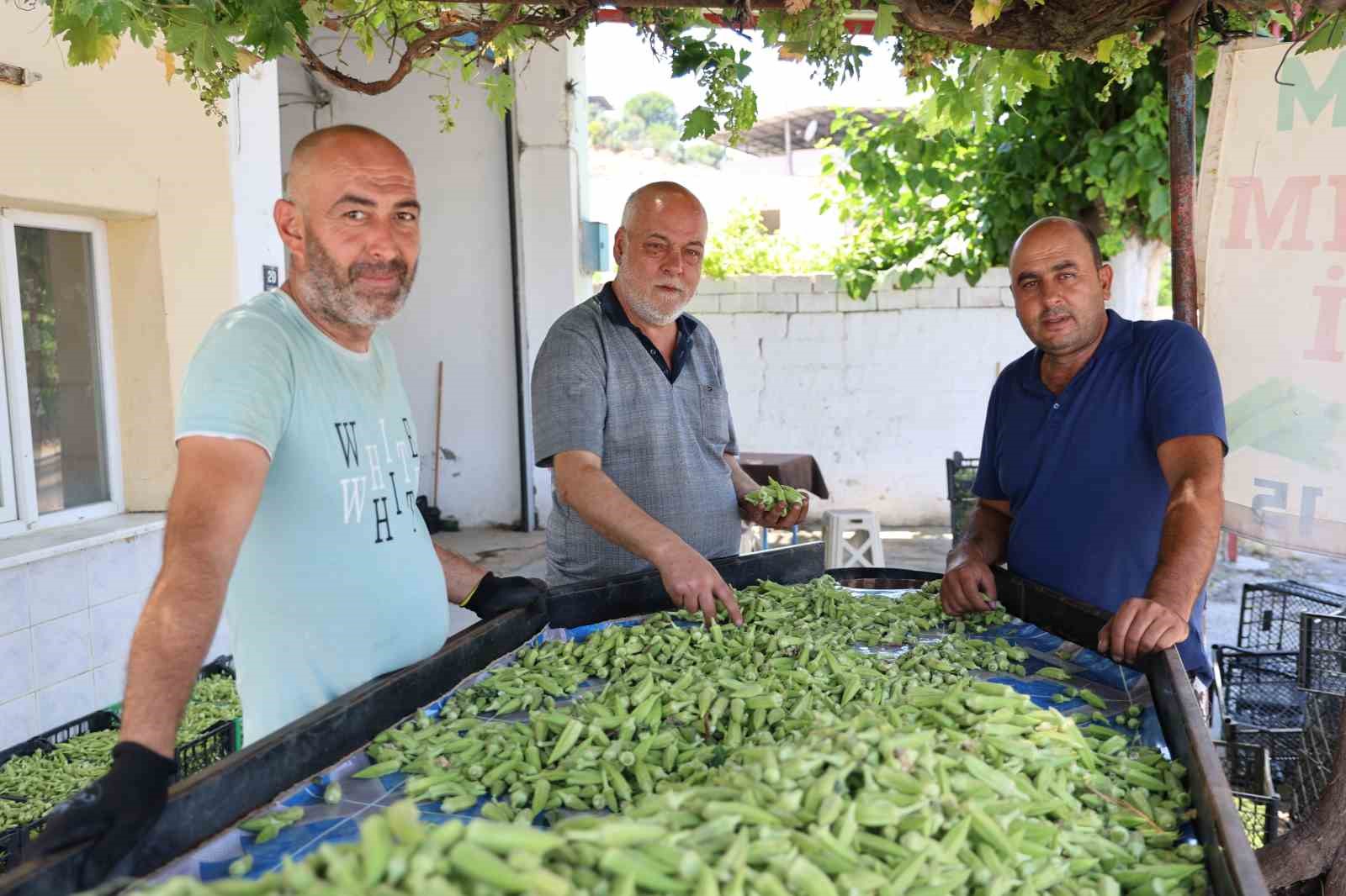 aydinin-bamyasi-turkiyenin-dort-bir-yanina-gonderiliyor-BJgrcKPD.jpg