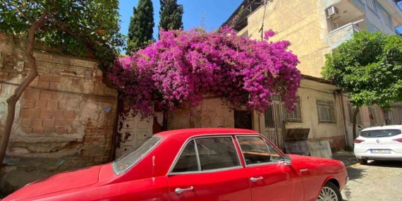 aydinin-cadde-ve-sokaklari-cicek-acti-vUXtQDZZ.jpg