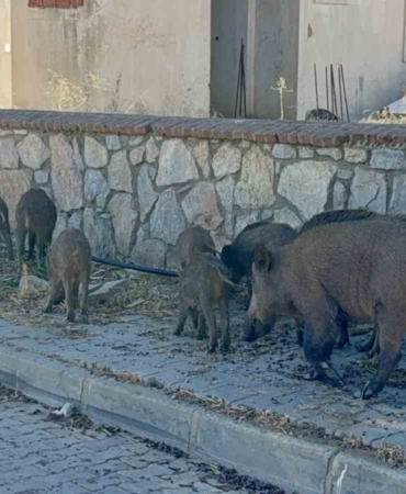 bodrumda-gunduz-vakti-domuz-surusu-mahalleye-indi-hafJEumE.jpg