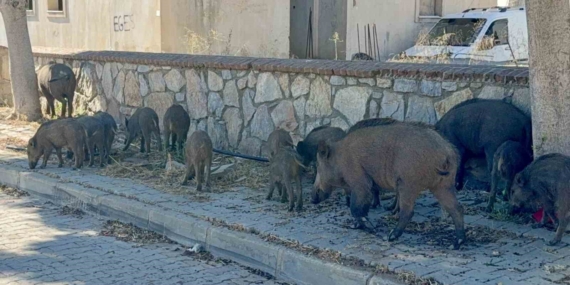 bodrumda-gunduz-vakti-domuz-surusu-mahalleye-indi-hafJEumE.jpg