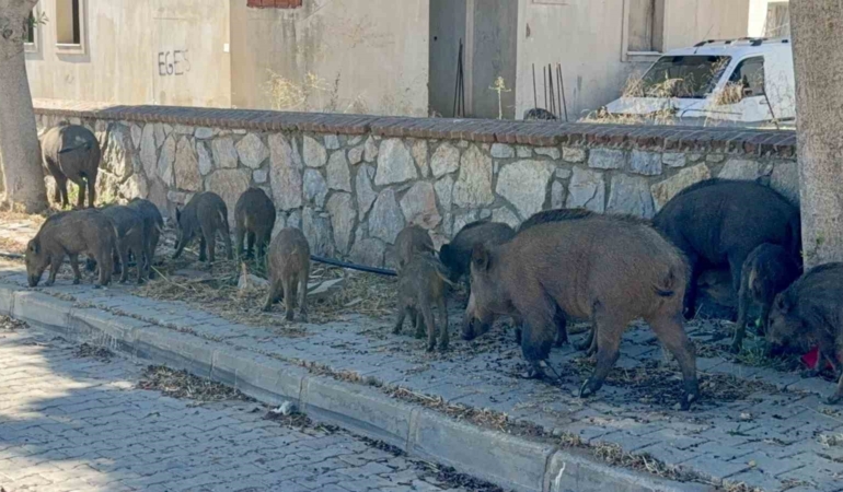 bodrumda-gunduz-vakti-domuz-surusu-mahalleye-indi-hafJEumE.jpg