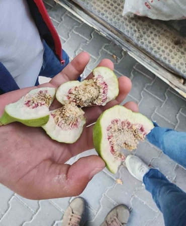 buharkentte-ureticiler-belgesiz-ilek-kullanimina-karsi-uyarildi-WGAzGH72.jpg