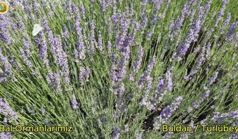 buldanda-yanginin-izleri-silinen-44-hektarlik-alandan-adeta-bal-damlayacak-KMcWGSTa.jpg