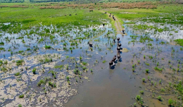 eber-golunde-olusan-manzara-serengeti-parkini-aratmadi-qqc4BJ3s.jpg