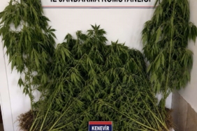 ev-ve-bahcesinde-kenevir-yetistiren-supheli-yakalandi-bOvX2PKR.jpg
