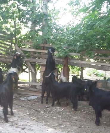 gediz-akdagda-yoruklerin-yayla-gocu-basladi-FQApYLSE.jpg
