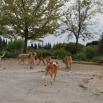 germencik-belediyesinden-sahipsiz-sokak-hayvanlariyla-ilgili-aciklama-3FHE5ZJY.jpg