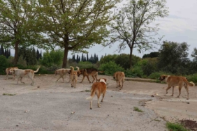 germencik-belediyesinden-sahipsiz-sokak-hayvanlariyla-ilgili-aciklama-3FHE5ZJY.jpg
