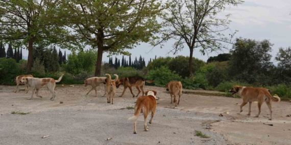germencik-belediyesinden-sahipsiz-sokak-hayvanlariyla-ilgili-aciklama-3FHE5ZJY.jpg