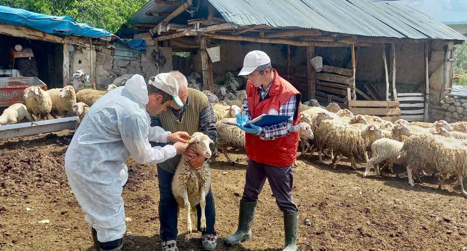 halk-elinde-kucukbas-hayvan-islahi-projesinde-dogan-kuzular-tespit-edildi-TNSHfX7K.jpg