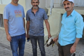 kapilara-toslayan-kuzunun-sahibi-kupesinden-bulundu-XTPi6xKN.jpg