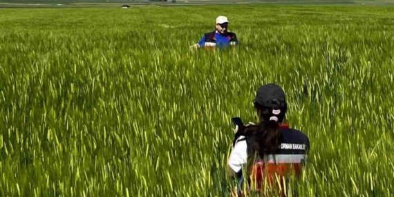 kutahyada-sertifikali-tohumluk-uretim-parsellerinde-tarla-kontrolleri-gerceklestirildi-Wy1rdb12.jpg