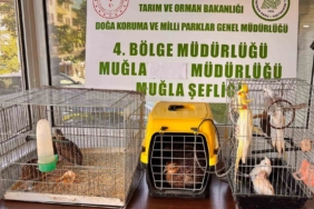 muglada-cimere-yapilan-sikayet-kacak-hayvan-ticaretini-ele-verdi-PpIyPgAO.jpg