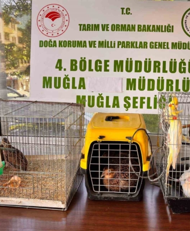 muglada-cimere-yapilan-sikayet-kacak-hayvan-ticaretini-ele-verdi-PpIyPgAO.jpg