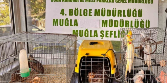 muglada-cimere-yapilan-sikayet-kacak-hayvan-ticaretini-ele-verdi-PpIyPgAO.jpg