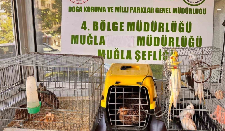 muglada-cimere-yapilan-sikayet-kacak-hayvan-ticaretini-ele-verdi-PpIyPgAO.jpg