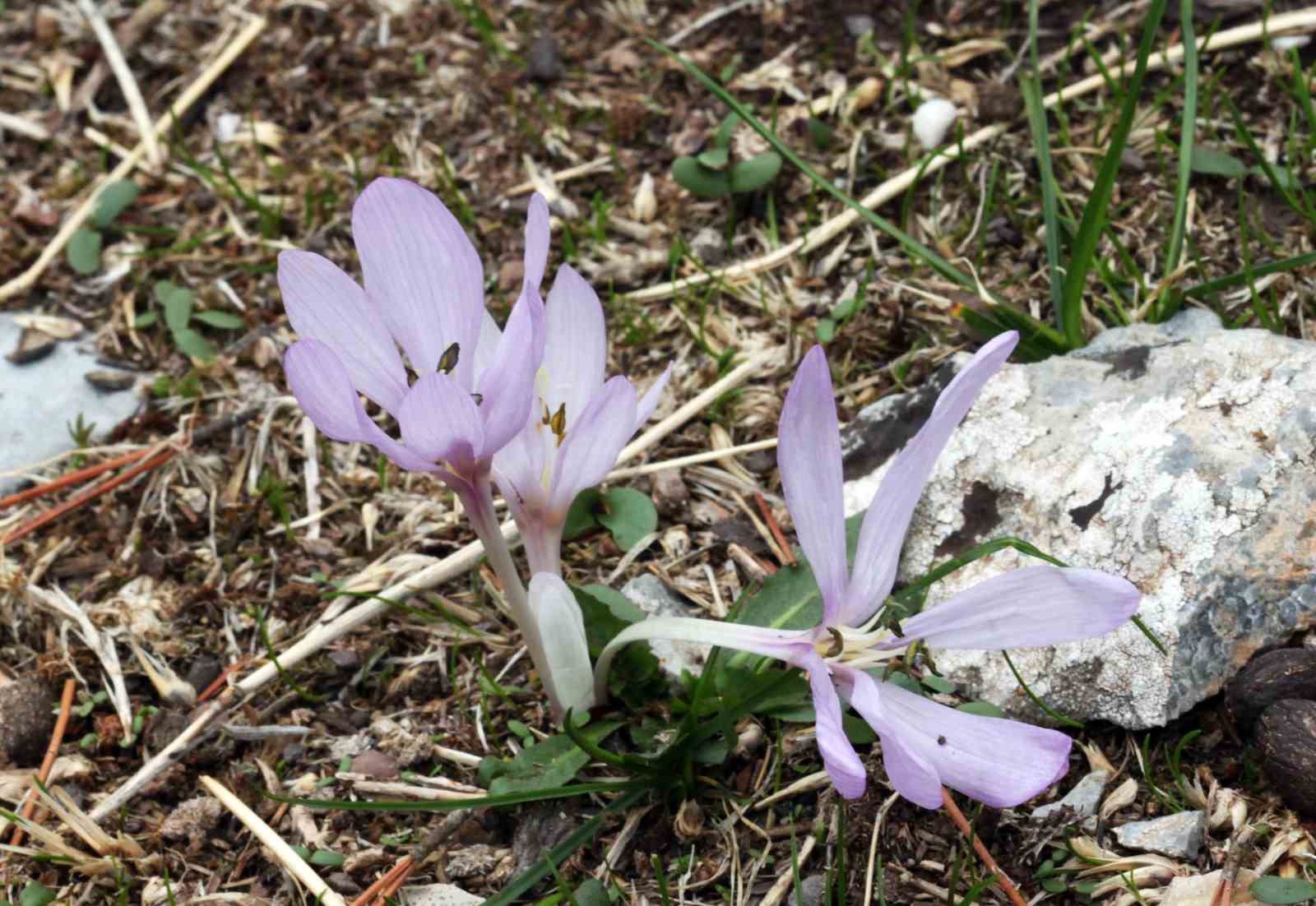 muglada-yeni-endemik-tur-marcali-cigdemi-kesfedildi-IdjVesKW.jpg