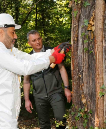 mugladaki-sigla-ormanlarindan-1-ton-sigla-yagi-uretimi-bekleniyor-65YBLrtz.jpg