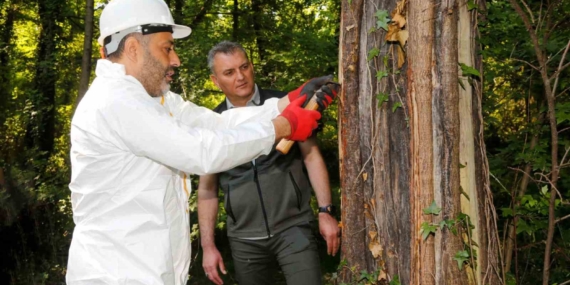 mugladaki-sigla-ormanlarindan-1-ton-sigla-yagi-uretimi-bekleniyor-65YBLrtz.jpg
