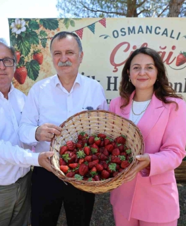 osmancali-cileginin-ilk-hasadi-senlikle-yapildi-ip1qHznC.jpg