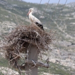 riskli-durumdaki-leylek-yuvasi-guvenli-hale-getirildi-TOmHOnOU.jpg