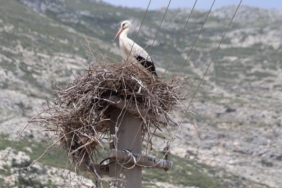 riskli-durumdaki-leylek-yuvasi-guvenli-hale-getirildi-TOmHOnOU.jpg