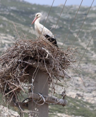 riskli-durumdaki-leylek-yuvasi-guvenli-hale-getirildi-TOmHOnOU.jpg