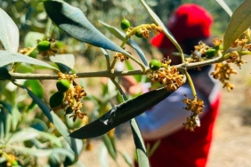 salihlide-zeytin-guvesi-alarmi-TL5dzRx9.jpg