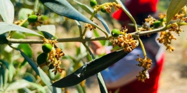 salihlide-zeytin-guvesi-alarmi-TL5dzRx9.jpg