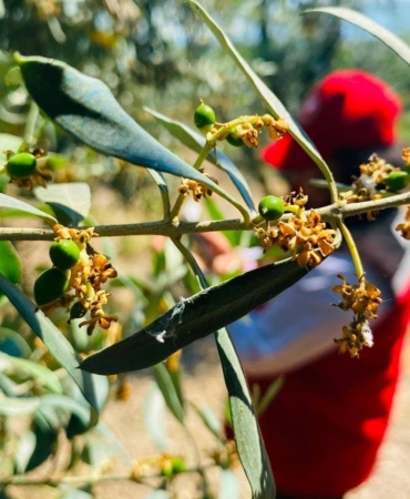 salihlide-zeytin-guvesi-alarmi-TL5dzRx9.jpg