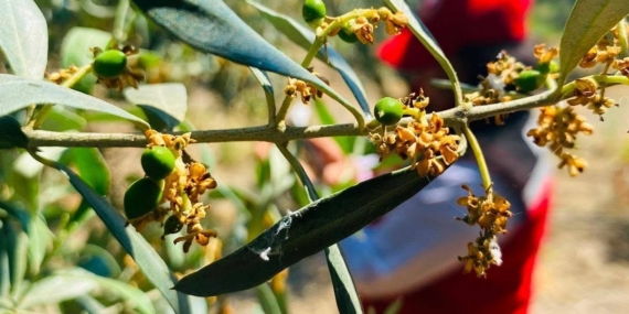 salihlide-zeytin-guvesi-alarmi-TL5dzRx9.jpg
