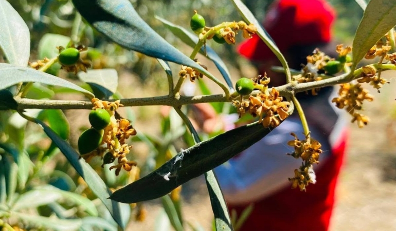 salihlide-zeytin-guvesi-alarmi-TL5dzRx9.jpg