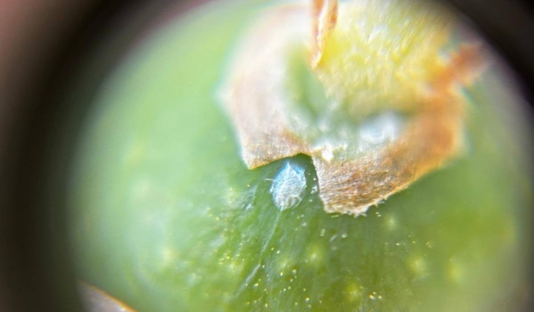 salihlide-zeytin-guvesi-uyarisi-KyQtQn8m.jpg