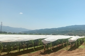 sarigol-ovasi-beyaza-burunmeye-basladi-sPhjiHv8.jpg