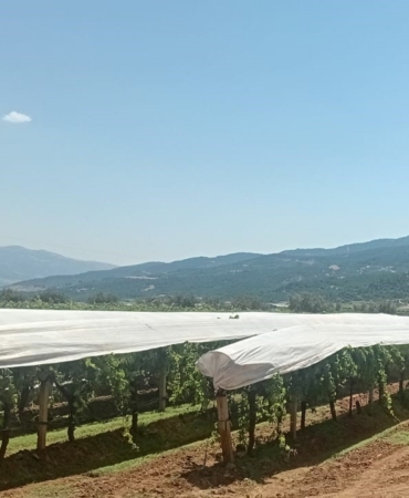 sarigol-ovasi-beyaza-burunmeye-basladi-sPhjiHv8.jpg