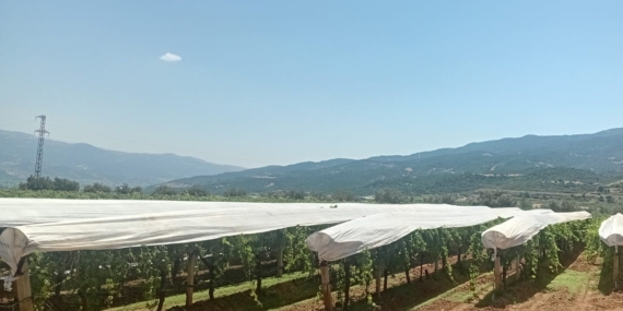 sarigol-ovasi-beyaza-burunmeye-basladi-sPhjiHv8.jpg