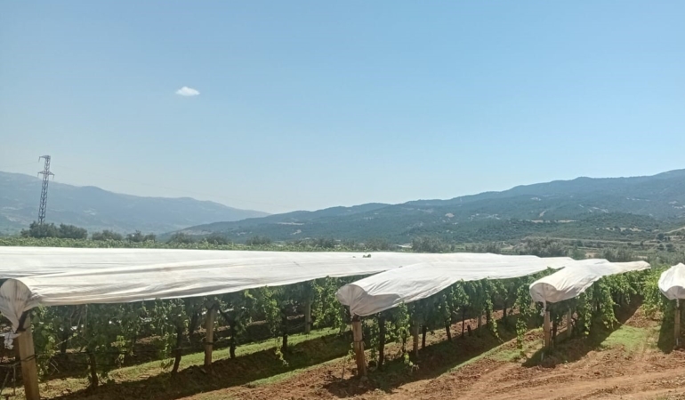 sarigol-ovasi-beyaza-burunmeye-basladi-sPhjiHv8.jpg