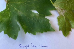 sarigolde-bagcilar-icin-salkim-guvesi-uyarisi-ISg6snvb.jpg