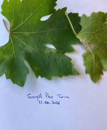 sarigolde-bagcilar-icin-salkim-guvesi-uyarisi-ISg6snvb.jpg
