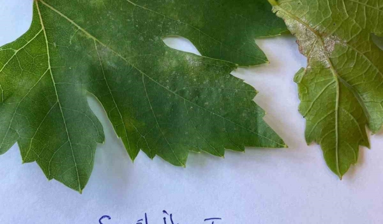 sarigolde-bagcilar-icin-salkim-guvesi-uyarisi-ISg6snvb.jpg