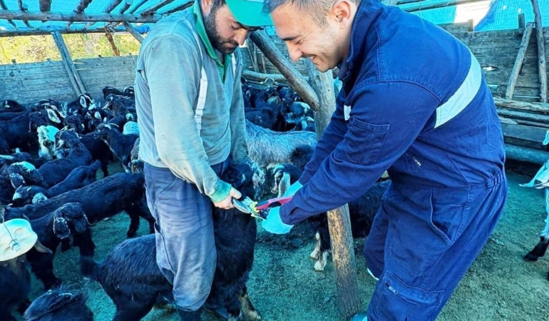 simavda-kucukbas-hayvanlara-asilama-ve-kupeleme-calismasi-P4bC8igD.jpg