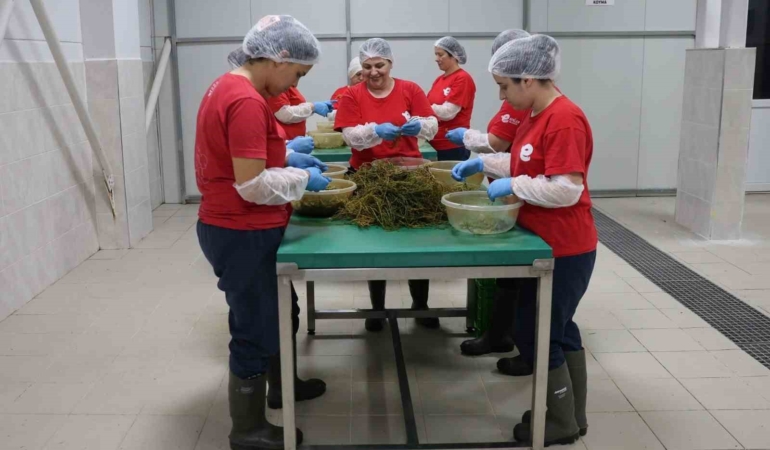 tarimsal-urun-fabrikasi-ile-kadinlar-uretiyor-efeler-kazaniyor-nf2P8mSP.jpg